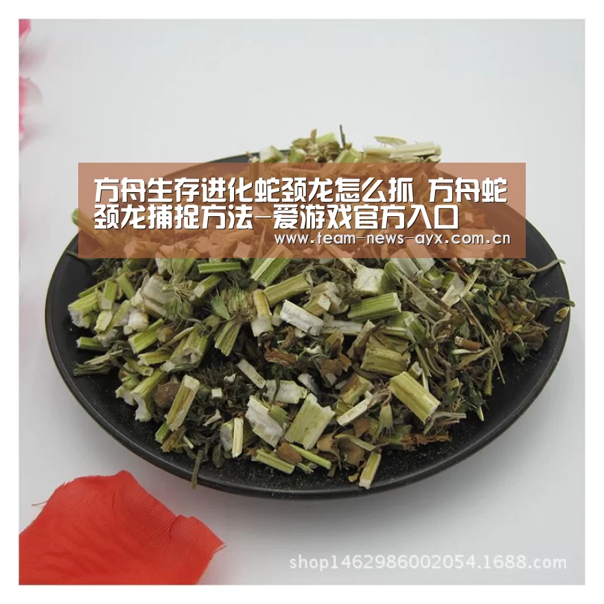 爱游戏官方入口